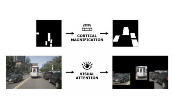 Cortifical Magnification vs. Visual Attention